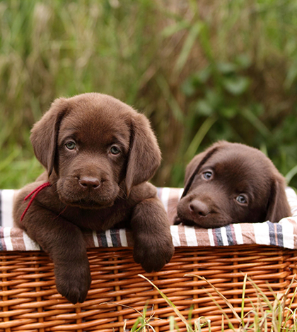 cocuklar_kopekler_6-Labrador-Retriever-2